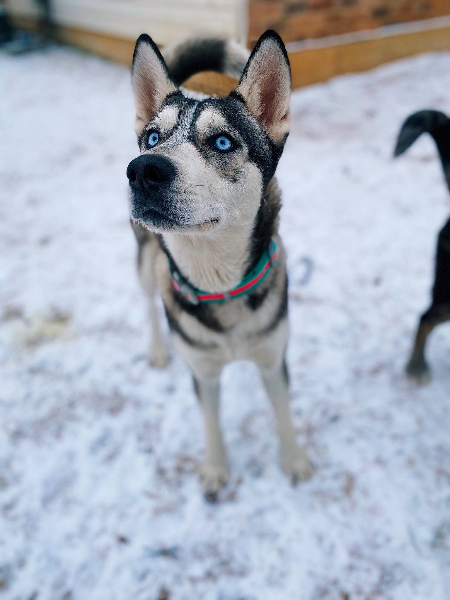 Skye joined the competition — help win amazing prizes! canidae, carnivore, collar, companion_dog, dog, dog_breed, dog_collar, dog_supply, fawn, freezing, leash, pet_supply, recreation, snout, snow, sporting_group, whiskers, window, winter, working_animal