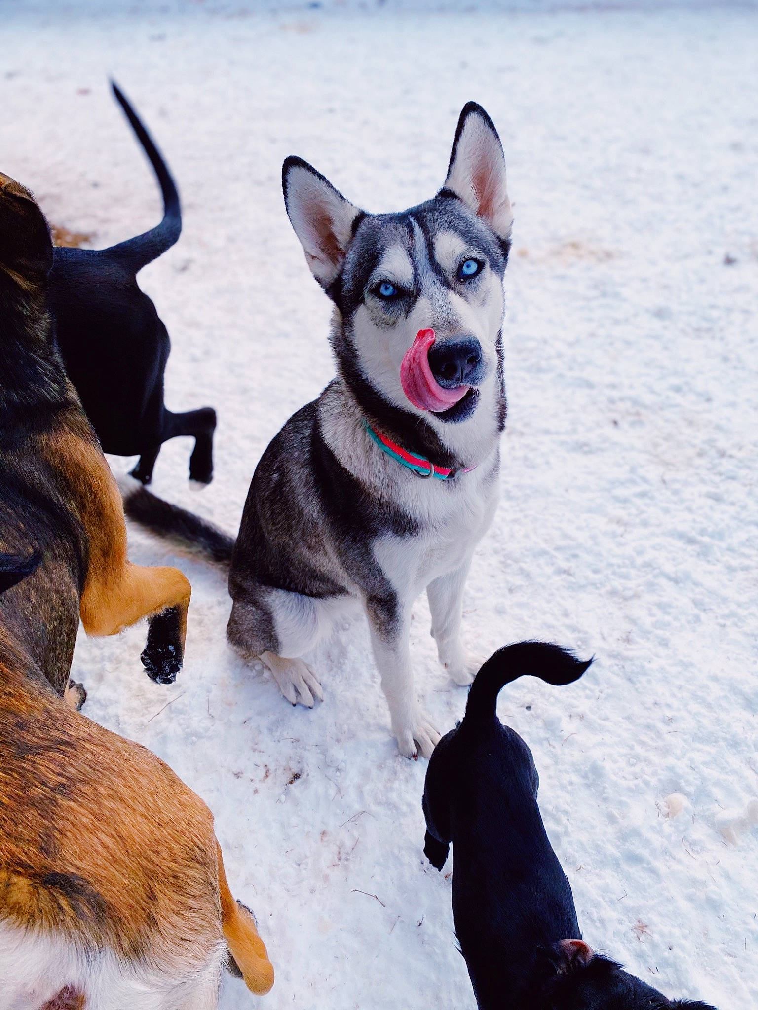 Skye is registered to the contest to win money with this photo: carnivore, collar, companion_dog, dog, dog_breed, dog_collar, dog_supply, fawn, freezing, leash, mammal, pet_supply, recreation, sled_dog, snout, snow, sporting_group, vertebrate, winter, working_animal