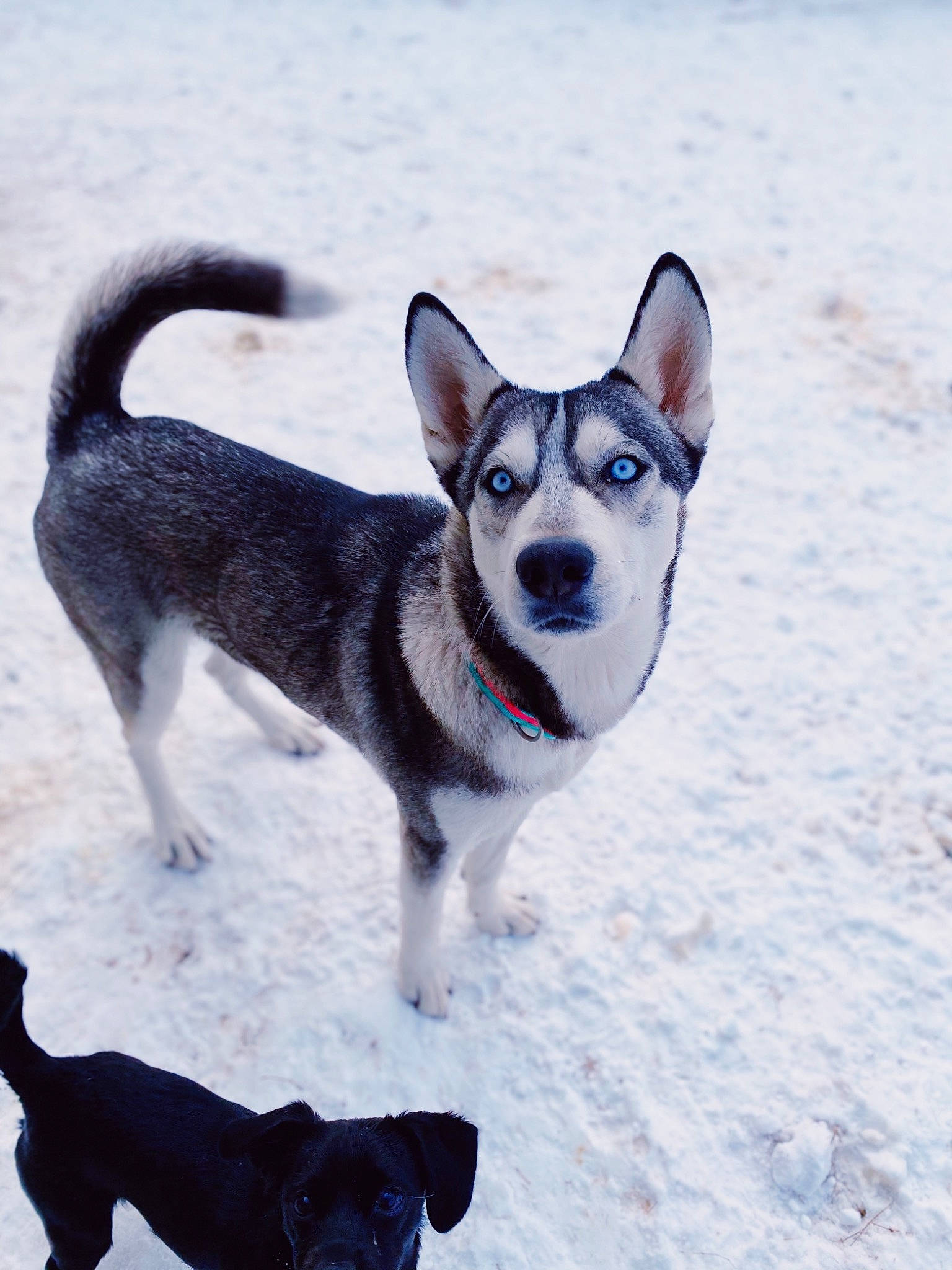 Skye is registered to the contest to win money with this photo: canidae, carnivore, collar, companion_dog, dog, dog_breed, dog_supply, freezing, leash, mammal, pet_supply, recreation, sled_dog, snout, snow, sporting_group, tail, vertebrate, winter, working_animal