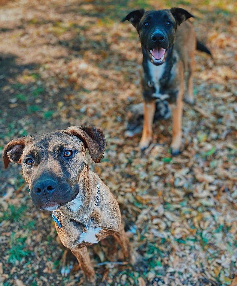 Rebel is registered to the contest to win money with this photo: canidae, carnivore, companion_dog, dog, dog_breed, fawn, guard_dog, hunting_dog, mammal, snout, sporting_group, terrestrial_animal, treeing_tennessee_brindle, vertebrate, working_animal, working_dog