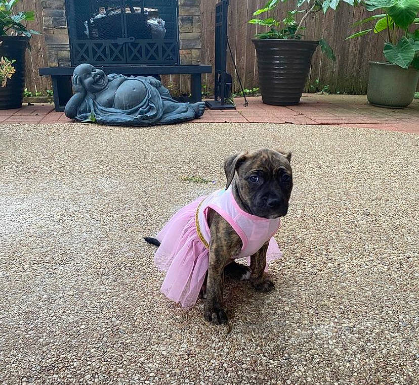 Rebel joined the competition — help win amazing prizes! asphalt, carnivore, collar, companion_dog, dog, dog_breed, dog_collar, fawn, flowerpot, grass, green, houseplant, leash, light, morning, plant, pug, purple, road_surface, toy_dog