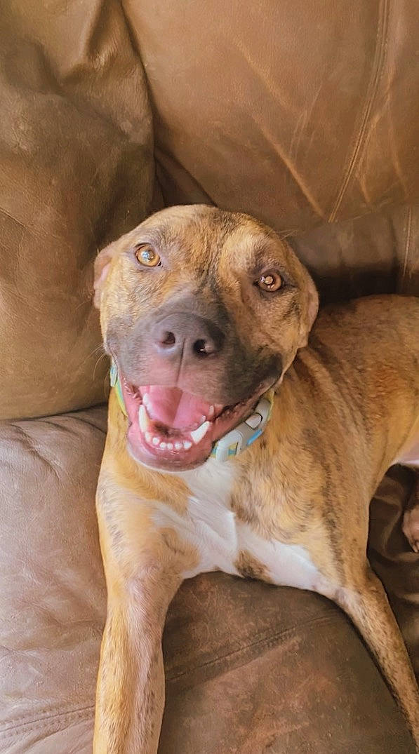 Honey joined the competition — help win amazing prizes! canidae, carnivore, collar, companion_dog, dog, dog_breed, dog_collar, fawn, hunting_dog, liver, non_sporting_group, scar, smile, snout, sporting_group, terrestrial_animal, whiskers, working_animal, working_dog, wrinkle