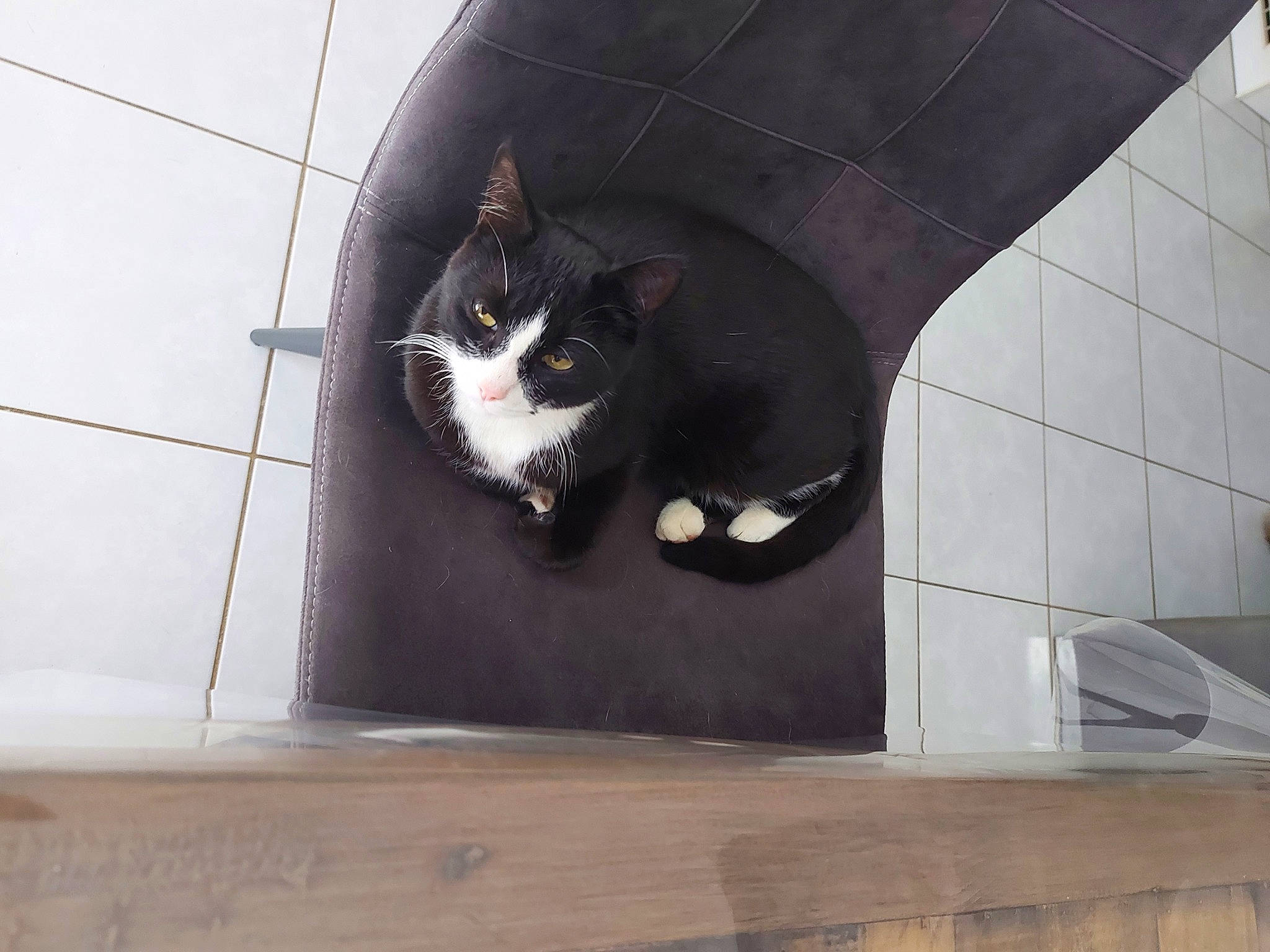 Olaf participe au concours pour gagner de l'argent avec cette photo : black_cat, carnivore, cat, domestic_short_haired_cat, felidae, flooring, fur, grey, hardwood, kitchen_utensil, laminate_flooring, pet_supply, small_to_medium_sized_cats, snout, tail, tints_and_shades, water, whiskers, wood, wood_flooring