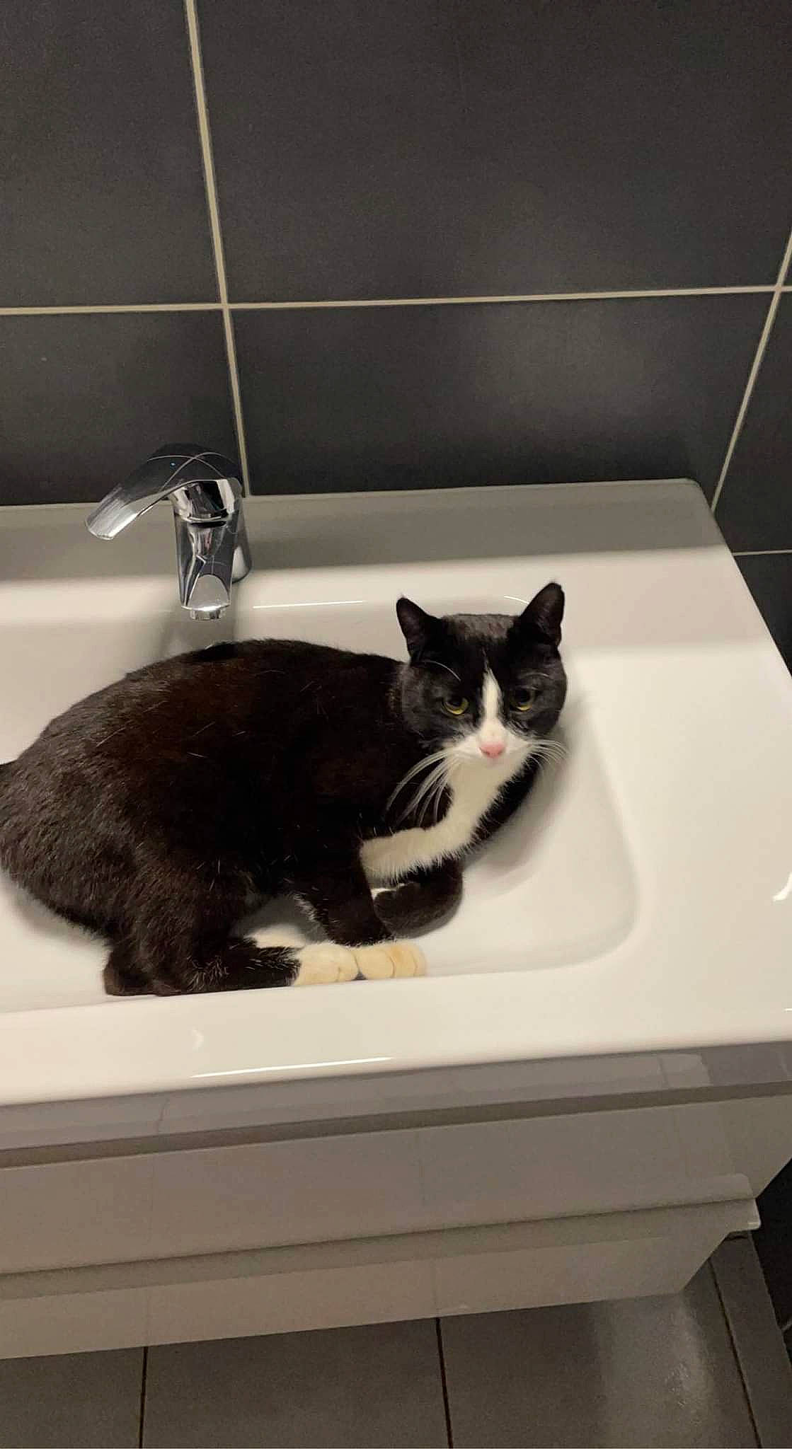 Olaf participe au concours pour gagner de l'argent avec cette photo : bathroom, bathroom_accessory, carnivore, cat, felidae, floor, flooring, grey, interior_design, monochrome_photography, plumbing, plumbing_fixture, room, sink, small_to_medium_sized_cats, tail, tap, tile, whiskers, window