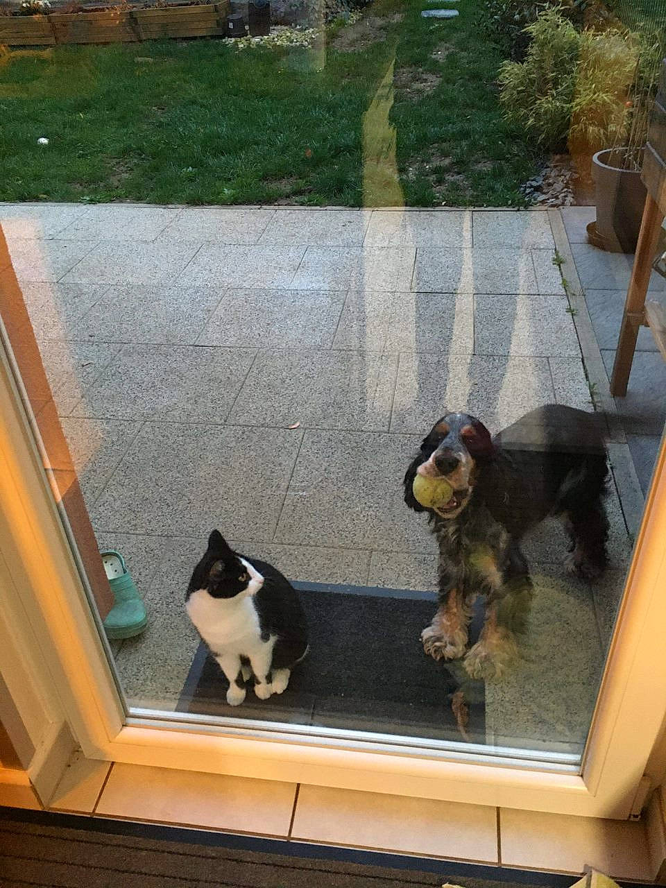 Olaf participe au concours pour gagner de l'argent avec cette photo : canidae, carnivore, cat, companion_dog, dog_breed, felidae, fixture, flooring, grass, mammal, pet_supply, plant, rectangle, small_to_medium_sized_cats, sporting_group, tail, tints_and_shades, whiskers, window, wood