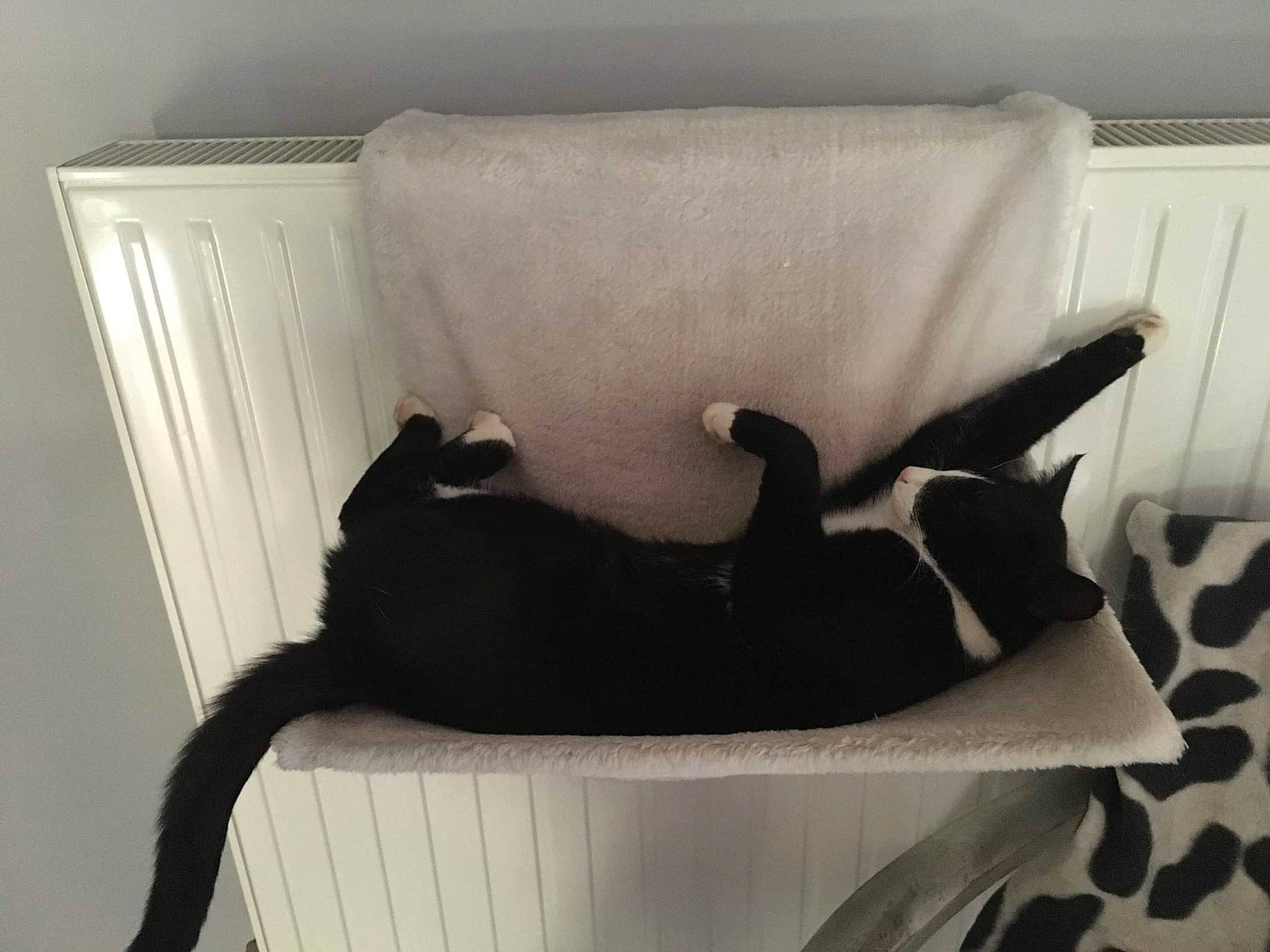 Olaf participe au concours pour gagner de l'argent avec cette photo : bag, black_cat, carnivore, cat, cat_supply, comfort, companion_dog, couch, dog_breed, fawn, felidae, fur, hardwood, linens, pet_supply, small_to_medium_sized_cats, snout, sporting_group, tail, whiskers