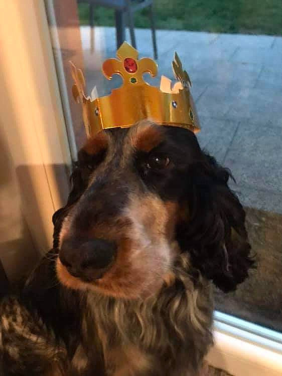 Lincoln a rejoint le concours — aidez-le/la à gagner de superbes lots ! canidae, carnivore, cocker_spaniel, collar, companion_dog, dog, dog_breed, dog_collar, fashion_accessory, fur, gun_dog, liver, party_hat, snout, spaniel, sporting_group, whiskers, wood, working_animal, working_dog
