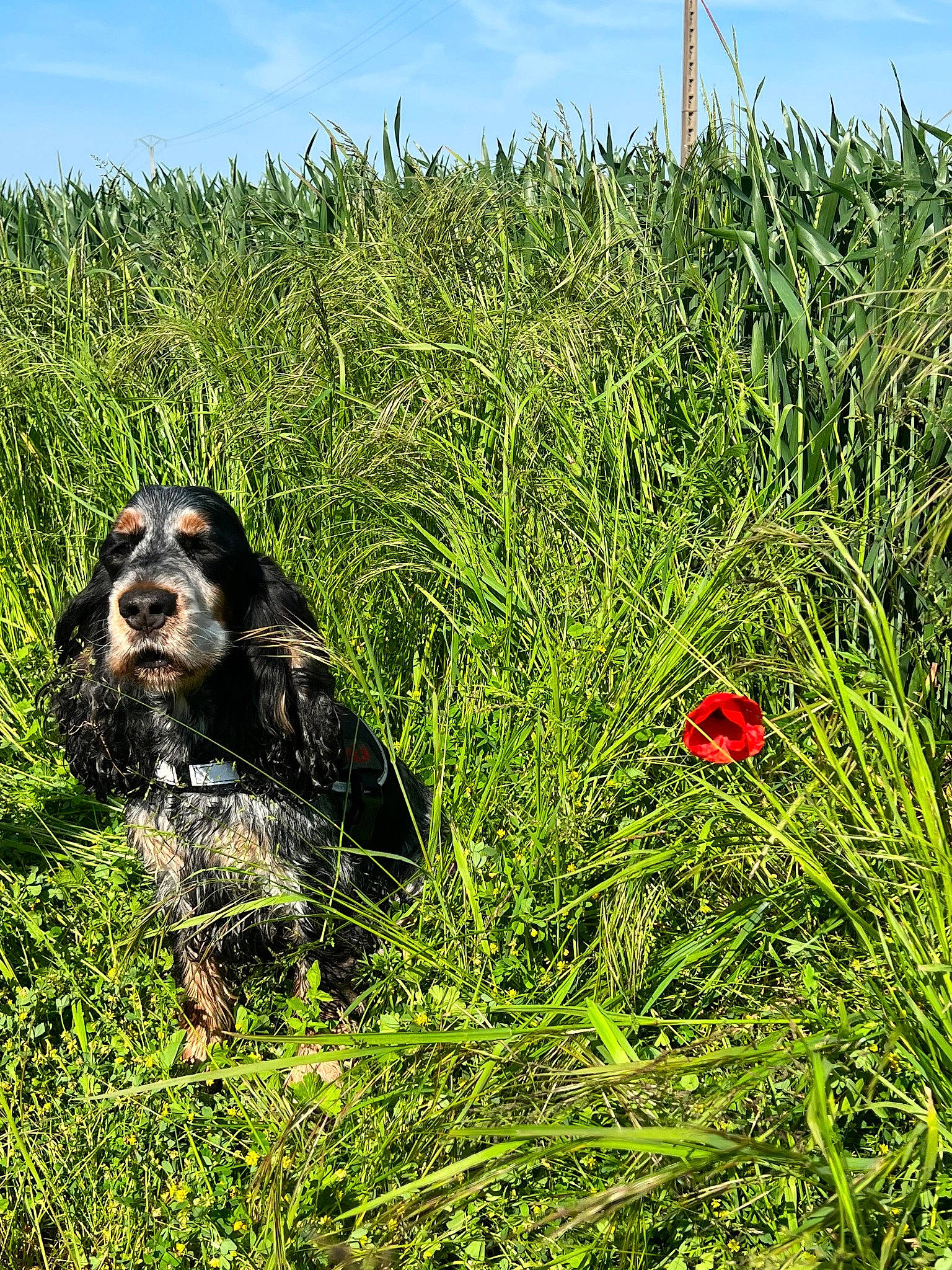 Lincoln a rejoint le concours — aidez-le/la à gagner de superbes lots ! agriculture, carnivore, cloud, dog, dog_breed, field, grass, grassland, groundcover, happy, meadow, natural_landscape, people_in_nature, plant, plant_community, prairie, shrub, sky, terrestrial_animal, working_animal