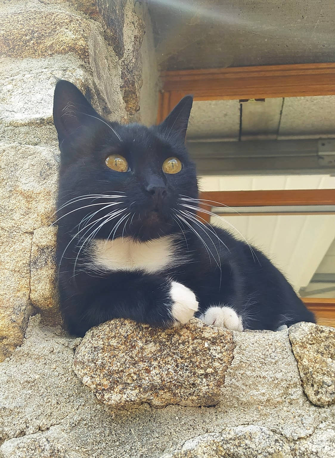Chouquette participe au concours pour gagner de l'argent avec cette photo : black_cat, carnivore, cat, claw, concrete, domestic_short_haired_cat, felidae, fur, grey, mammal, paw, road_surface, sand, sitting, small_to_medium_sized_cats, snout, tail, terrestrial_animal, whiskers, window