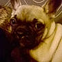 Jipsy participe au concours pour gagner de l'argent avec cette photo :