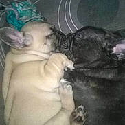 Jipsy participe au concours pour gagner de l'argent avec cette photo :
