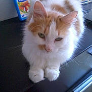 Bouboule participe au concours pour gagner de l'argent avec cette photo :