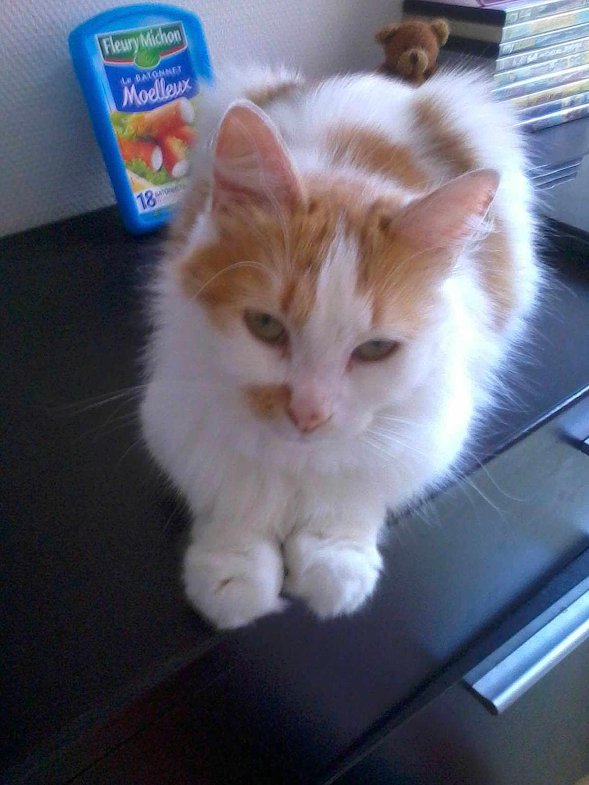 Bouboule