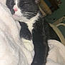 abyssinian, animal, bed, bedroom, blackcat, blanket, cat, couch, drawer, furniture, indoors, kitten, manx, person, pet, quilt, room, sleeping, towel, white