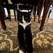Voodoo joined the competition — help win amazing prizes! animal, architecture, building, cat, chair, diningroom, diningtable, furniture, hardwood, indoors, interiordesign, kitten, manx, pet, plywood, room, table, water, waterfront, wood