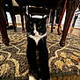animal, architecture, building, cat, chair, diningroom, diningtable, furniture, hardwood, indoors, interiordesign, kitten, manx, pet, plywood, room, table, water, waterfront, wood