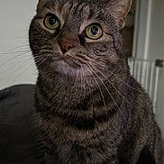 Laya a rejoint le concours — aidez-le/la à gagner de superbes lots ! cat, tabby, indoor, close_up, portrait, animal, pet, feline, whiskers, ears, eyes, curious, fur, sitting, domestic, mammal, cute, face, looking_up, soft_lighting