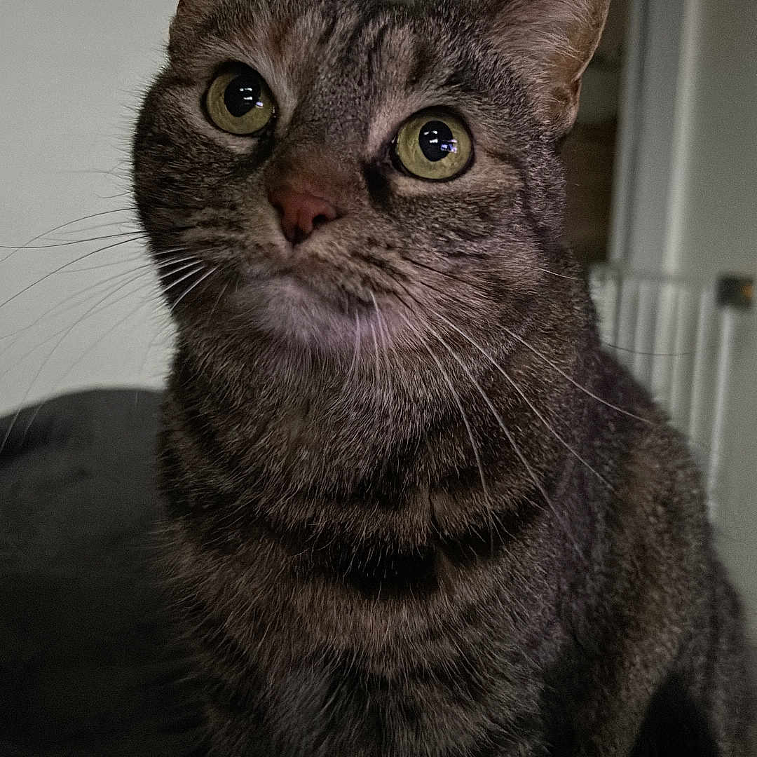 Laya a rejoint le concours — aidez-le/la à gagner de superbes lots ! animal, cat, close_up, curious, cute, domestic, ears, eyes, face, feline, fur, indoor, looking_up, mammal, pet, portrait, sitting, soft_lighting, tabby, whiskers
