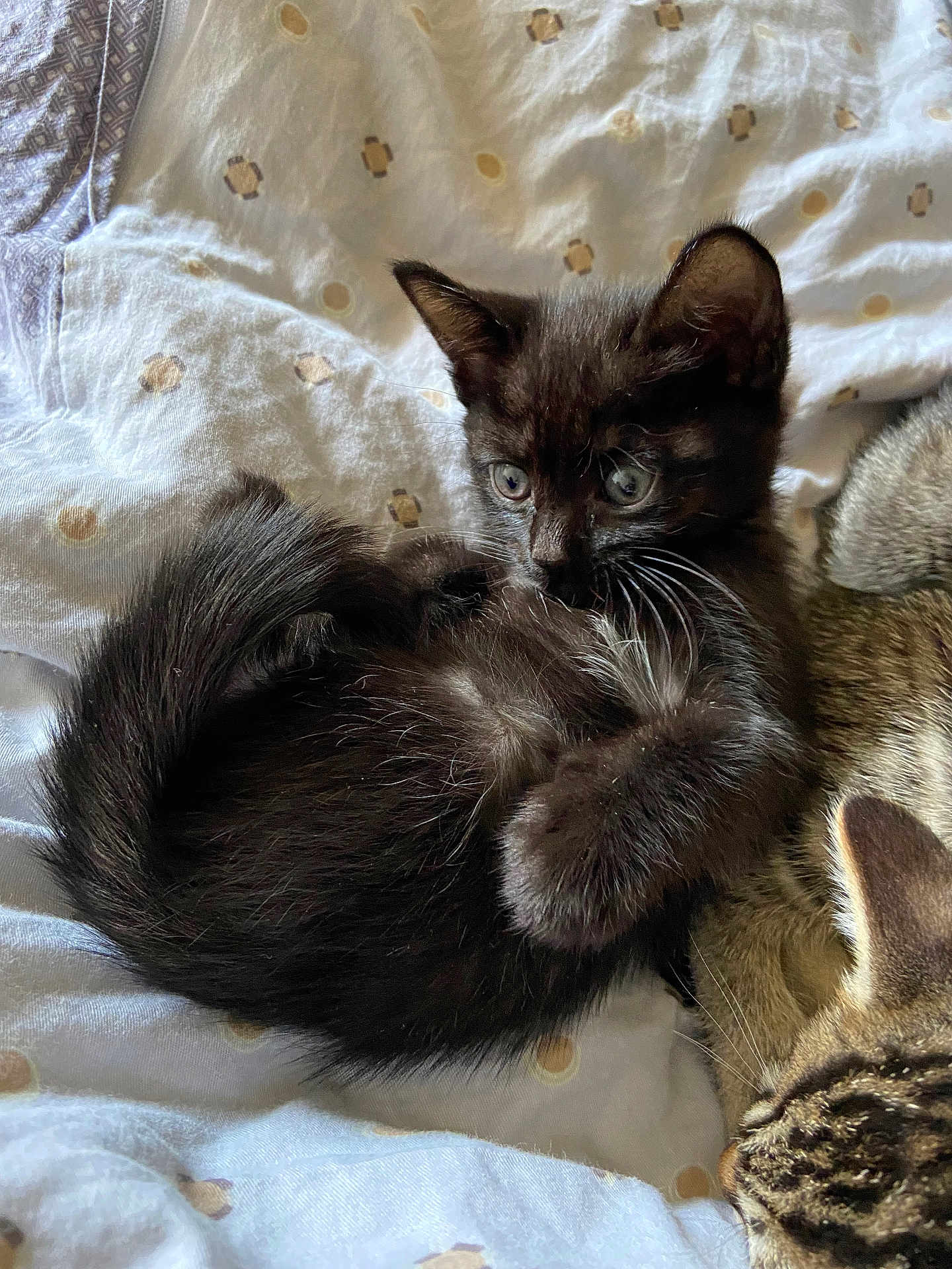 Meng is registered to the contest to win money with this photo: kitten, black_cat, tabby_cat, pets, feline, animals, cute, curled_up, bed, blanket, fur, whiskers, ears, eyes, resting, indoor, cozy, sleepy, companions, soft