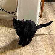 Meng joined the competition — help win amazing prizes! black_cat, cat, indoor, wooden_floor, shadow, tongue_out, pet, feline, appliance, furniture_leg, flooring, domestic_animal, animal, whiskers, ears, tail, floor, home_interior, curious, cute