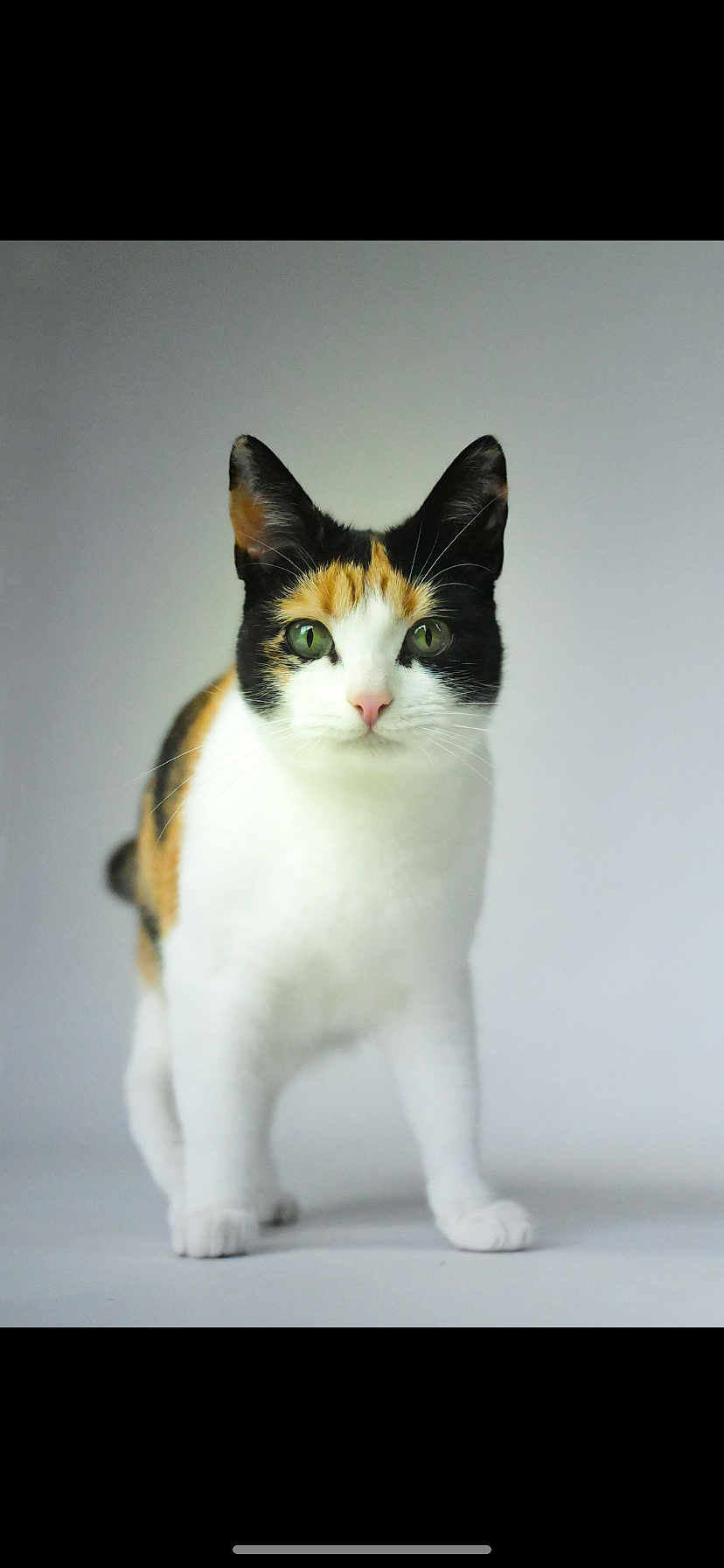 Filouce a rejoint le concours — aidez-le/la à gagner de superbes lots ! cat, calico_cat, animal, pet, feline, green_eyes, white_fur, black_fur, orange_fur, whiskers, standing, looking_at_camera, curious, domestic_cat, indoor, portrait, close_up, clean_background, four_legs, young_cat