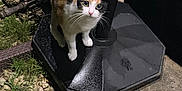 Filouce participe au concours pour gagner de l'argent avec cette photo : cat, calico, animal, outdoor, night, grass, gravel, metal, curious, alert, pet, feline, whiskers, wide_eyes, black, white, orange, calm, nature, ground
