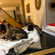 Filouce participe au concours pour gagner de l'argent avec cette photo : cat, cats, indoor, sleeping, snuggling, clothes, countertop, home, cozy, feline, pet, domestic_animal, resting, two_animals, warm_lighting, blurred_background, table, soft_textiles, animal_pair, companion