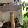 Filouce a rejoint le concours — aidez-le/la à gagner de superbes lots ! cat, cats, cat_tree, indoor, pet, feline, window, plant, leaf, relaxing, perched, curious, fur, whiskers, cozy, home, scratching_post, toy, playful, domestic