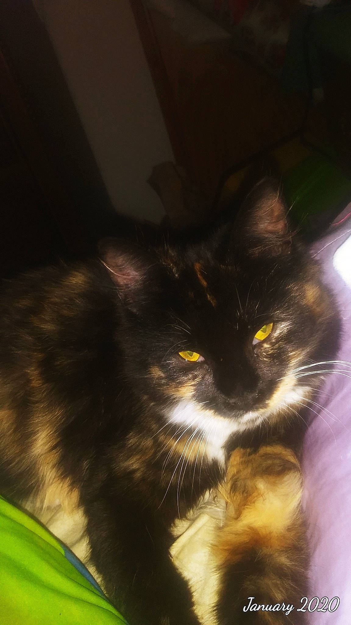 Cali is registered to the contest to win money with this photo: american_curl, carnivore, cat, domestic_long_haired_cat, domestic_short_haired_cat, ear, eye, felidae, fur, kitten, maine_coon, norwegian_forest_cat, organism, sky, small_to_medium_sized_cats, snout, tail, whiskers