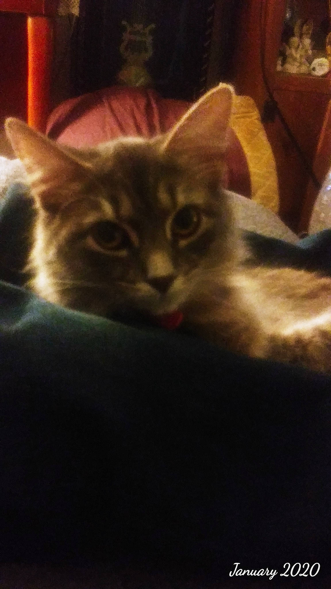 Chole joined the competition — help win amazing prizes! asian, carnivore, cat, domestic_short_haired_cat, ear, european_shorthair, fawn, felidae, fur, kitten, mammal, sky, small_to_medium_sized_cats, snout, tabby_cat, whiskers