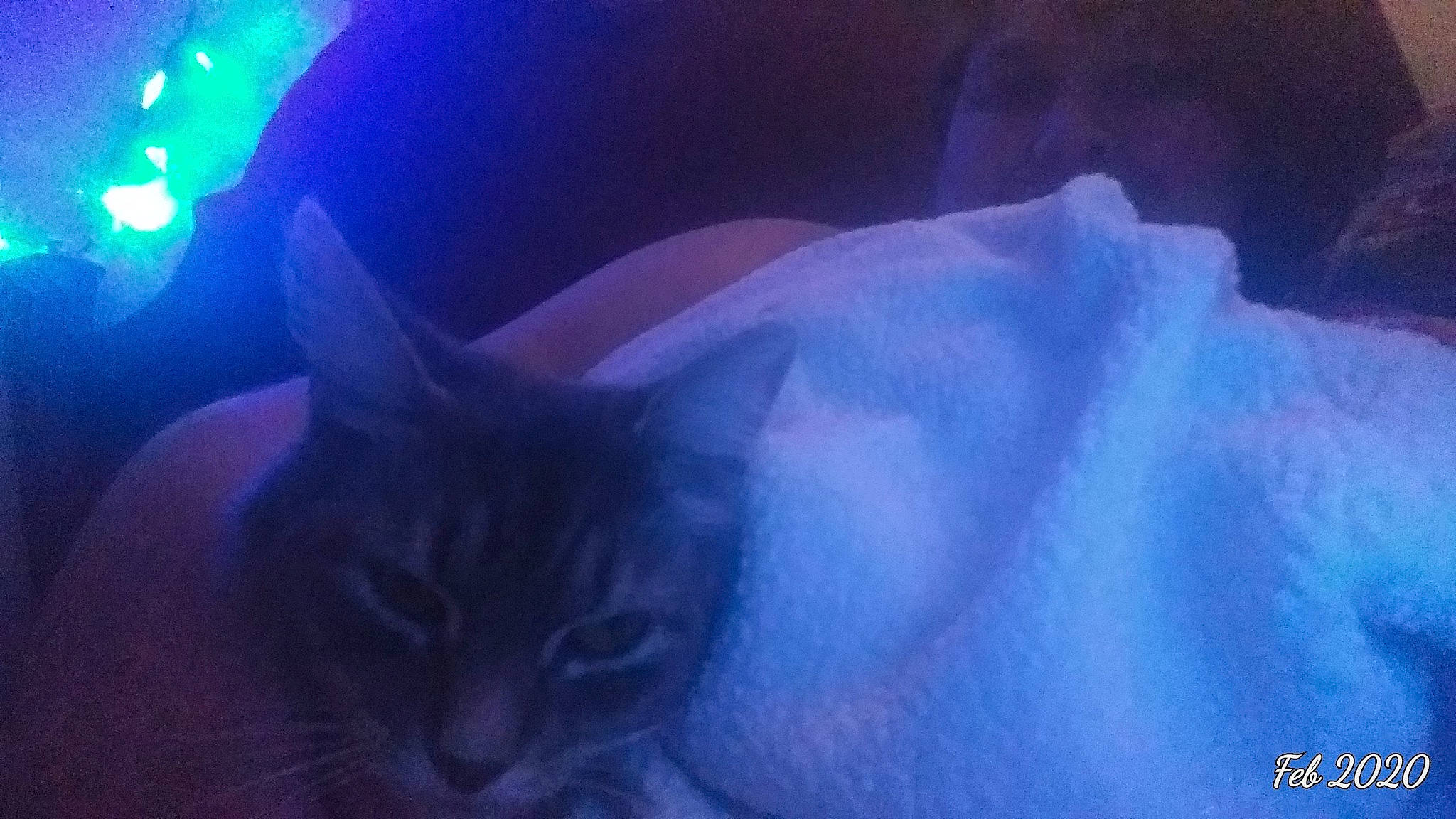 Chole is registered to the contest to win money with this photo: black_cat, blue, carnivore, cat, electric_blue, felidae, kitten, light, norwegian_forest_cat, organism, purple, sky, small_to_medium_sized_cats, snout, violet, whiskers