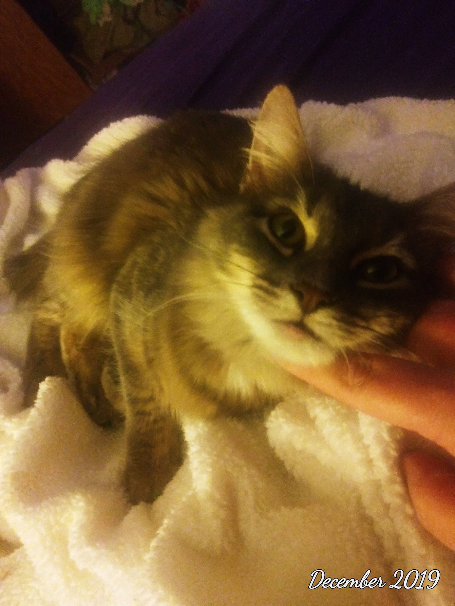 Chole joined the competition — help win amazing prizes! american_curl, asian, asian_semi_longhair, british_semi_longhair, carnivore, cat, domestic_long_haired_cat, eye, fawn, felidae, fur, kitten, mammal, norwegian_forest_cat, ragamuffin, ragdoll, small_to_medium_sized_cats, whiskers