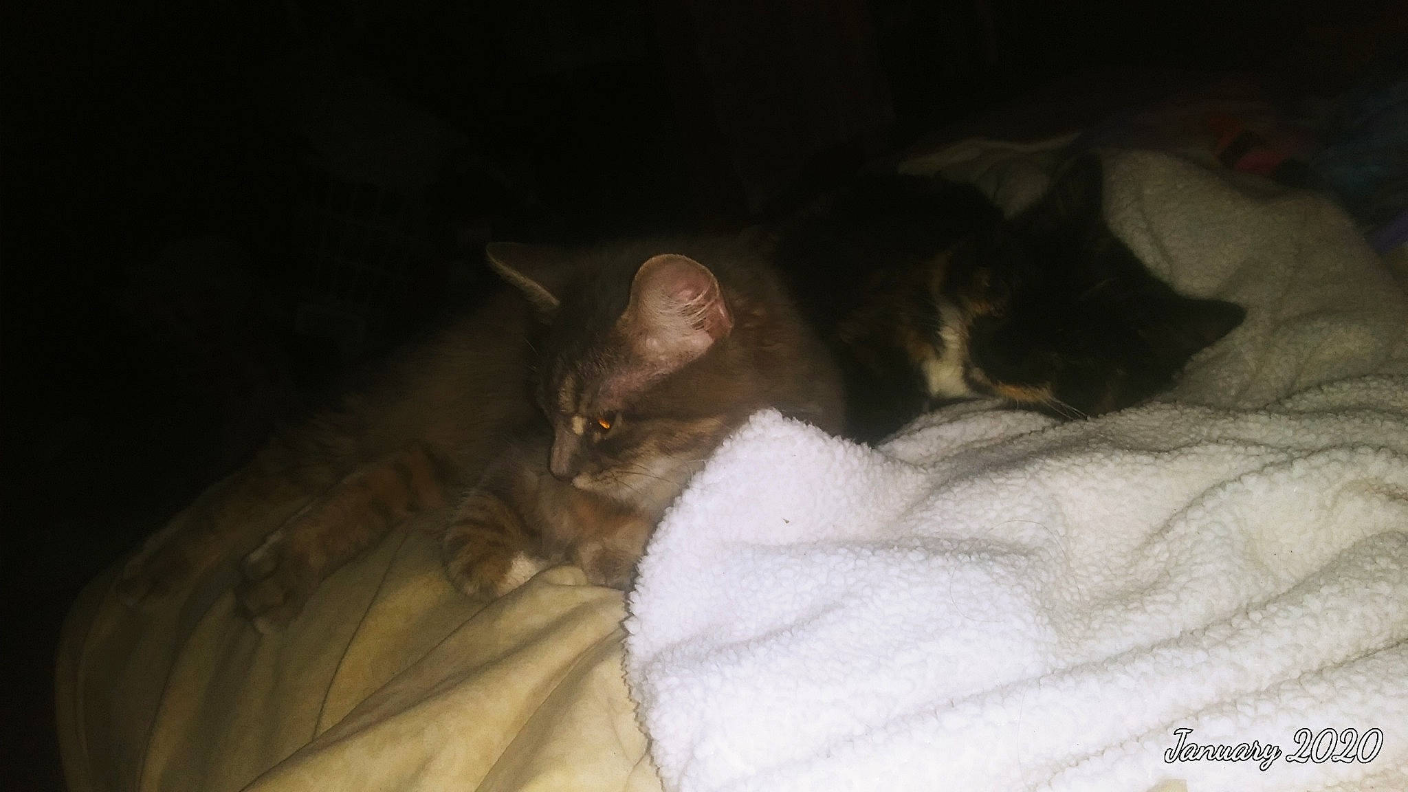 Chole is registered to the contest to win money with this photo: bed, carnivore, cat, ear, european_shorthair, fawn, felidae, fur, kitten, sleep, small_to_medium_sized_cats, snout, whiskers