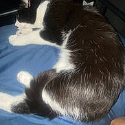 Boots joined the competition — help win amazing prizes! cat, tuxedo_cat, sleeping, bed, blue_bedspread, animal, pet, cozy, resting, fur, whiskers, paw, indoor, human_arm, night, quiet, relaxation, domestic_animal, closeup, feline