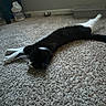 Boots joined the competition — help win amazing prizes! cat, black_and_white, carpet, stretching, indoor, pet, animal, feline, floor, relaxed, household, bowl, container, room, domestic, fur, whiskers, tail, paws, cozy