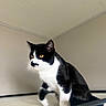 cat, black_and_white, indoor, pet, feline, mustache_pattern, alert, sitting, whiskers, ears, fur, animal, domestic, closeup, portrait, corner, ceiling, wall, yellow_eyes, feline_face