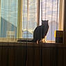 Boots joined the competition — help win amazing prizes! cat, silhouette, window, curtains, sunlight, windowsill, indoor, shadow, pet, feline, home, cozy, evening, soft_light, animal, quiet, peaceful, black_cat, backlit, room