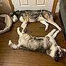 Thor is registered to the contest to win money with this photo: dog, animal, pet, indoor, wooden_floor, door, resting, lying_down, fur, canine, domestic_animal, sleeping, cozy, relaxation, bed, home, companion, two_dogs, floor, paw