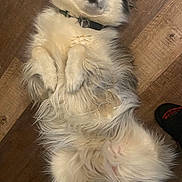 Thor is registered to the contest to win money with this photo: dog, fluffy, lying_down, wooden_floor, pet, fur, paws, collar, indoor, cute, animal, canine, white_fur, black_fur, expression, wide_eyes, relaxed, domestic, companion, adorable