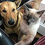 cat, dog, indoor, floor, furniture, pet, curious, blue_eyes, brown_dog, close_up, paw, living_room, wooden_floor, black_sofa, white_table, companion, animal, cute, friendship, domestic