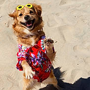 Hero joined the competition — help win amazing prizes! dog, sandy_beach, sunny, yellow_sunglasses, hawaiian_shirt, happy, playful, pet, summer, canine, outdoor, fun, smiling, fur, shadow, standing, paw, animal, holiday, vacation