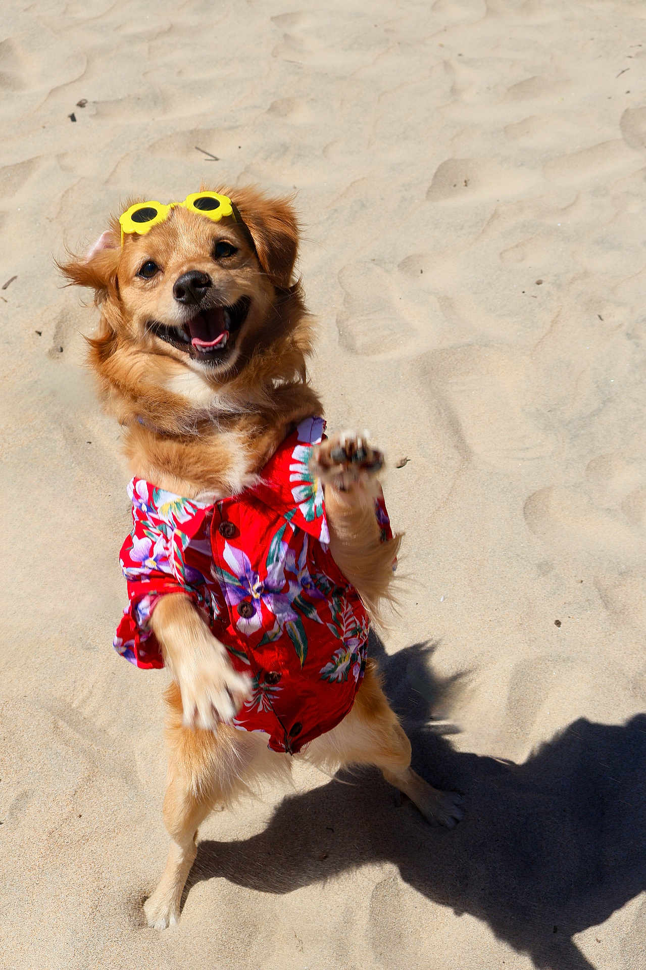 Hero joined the competition — help win amazing prizes! dog, sandy_beach, sunny, yellow_sunglasses, hawaiian_shirt, happy, playful, pet, summer, canine, outdoor, fun, smiling, fur, shadow, standing, paw, animal, holiday, vacation