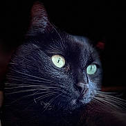 Kloutry participe au concours pour gagner de l'argent avec cette photo : black_cat, cat, feline, close_up, portrait, whiskers, green_eyes, low_key, dramatic_lighting, black_background, fur, pet, animal, indoor, nostrils, ear, profile, serene, reflection, domestic