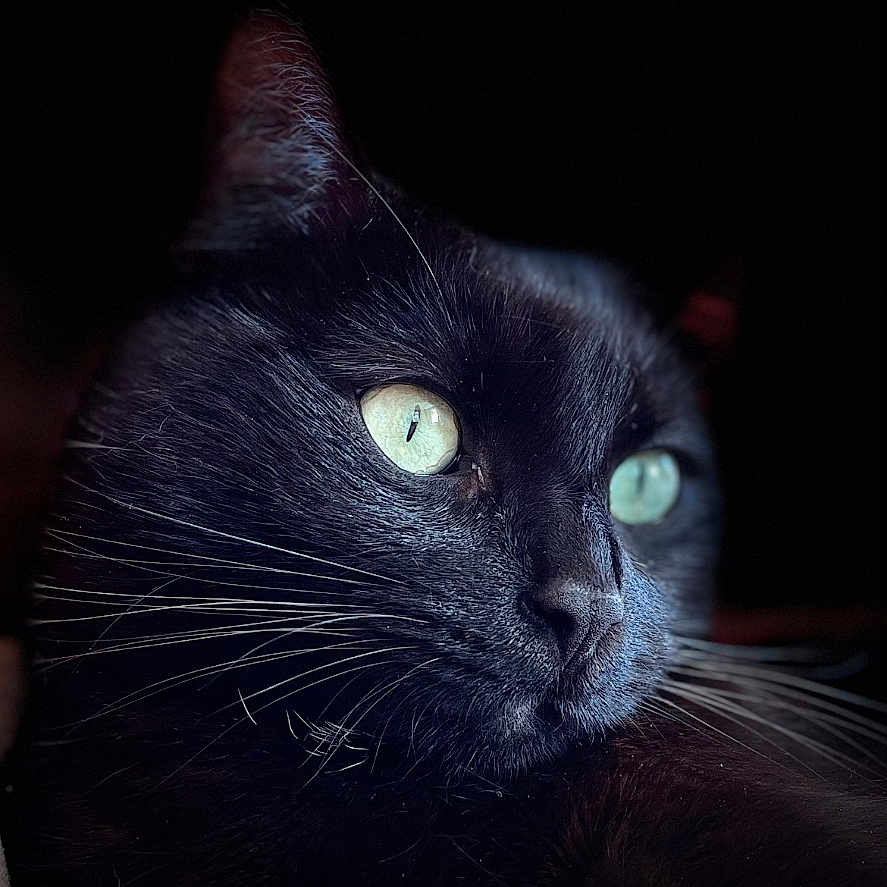 Kloutry participe au concours pour gagner de l'argent avec cette photo : animal, black_background, black_cat, cat, close_up, domestic, dramatic_lighting, ear, feline, fur, green_eyes, indoor, low_key, nostrils, pet, portrait, profile, reflection, serene, whiskers