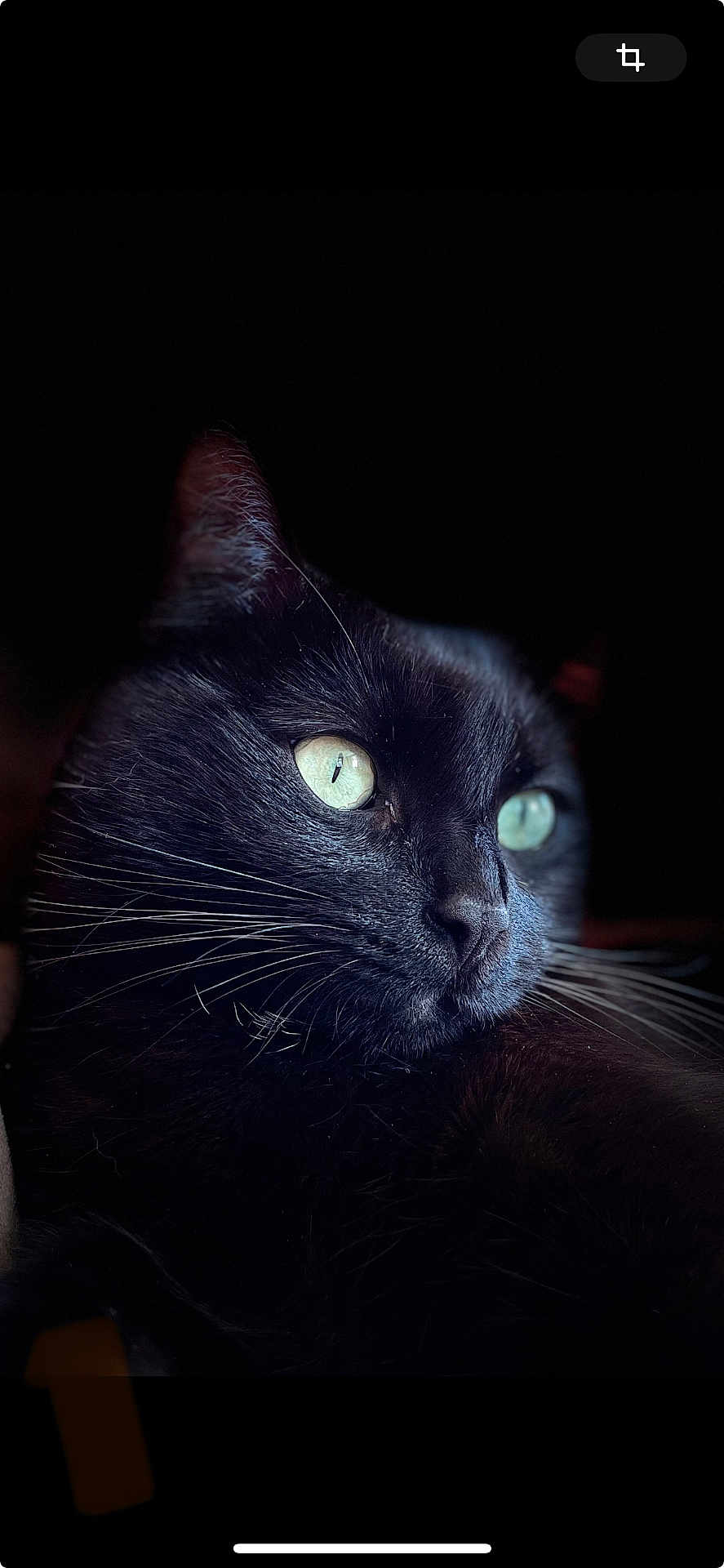 Kloutry participe au concours pour gagner de l'argent avec cette photo : black_cat, cat, feline, close_up, portrait, whiskers, green_eyes, low_key, dramatic_lighting, black_background, fur, pet, animal, indoor, nostrils, ear, profile, serene, reflection, domestic