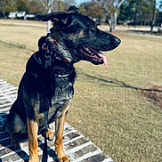 Rocket joined the competition — help win amazing prizes! dog, animal, outdoor, park, leash, brick, sunny, grass, happy, tongue_out, ears_up, pet, canine, nature, daytime, sitting, black_and_tan, collar, friendly, alert