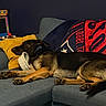 Rocket joined the competition — help win amazing prizes! dog, sleeping, couch, pillow, blanket, indoor, sectional_sofa, retro_arcade_machine, nostalgic, cozy, resting, fur, domestic_animal, living_room, comfort, pet, relaxation, furniture, blue, yellow