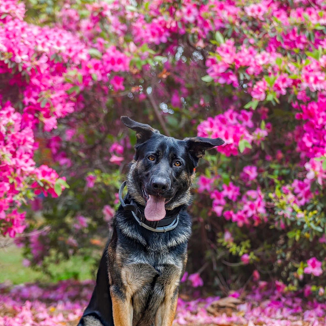 Rocket is registered to the contest to win money with this photo: dog, german_shepherd, sitting, flowers, pink_flowers, outdoor, nature, grass, plants, pet, animal, tongue_out, ears_up, garden, leaf_litter, happy, canine, portrait, spring, colorful