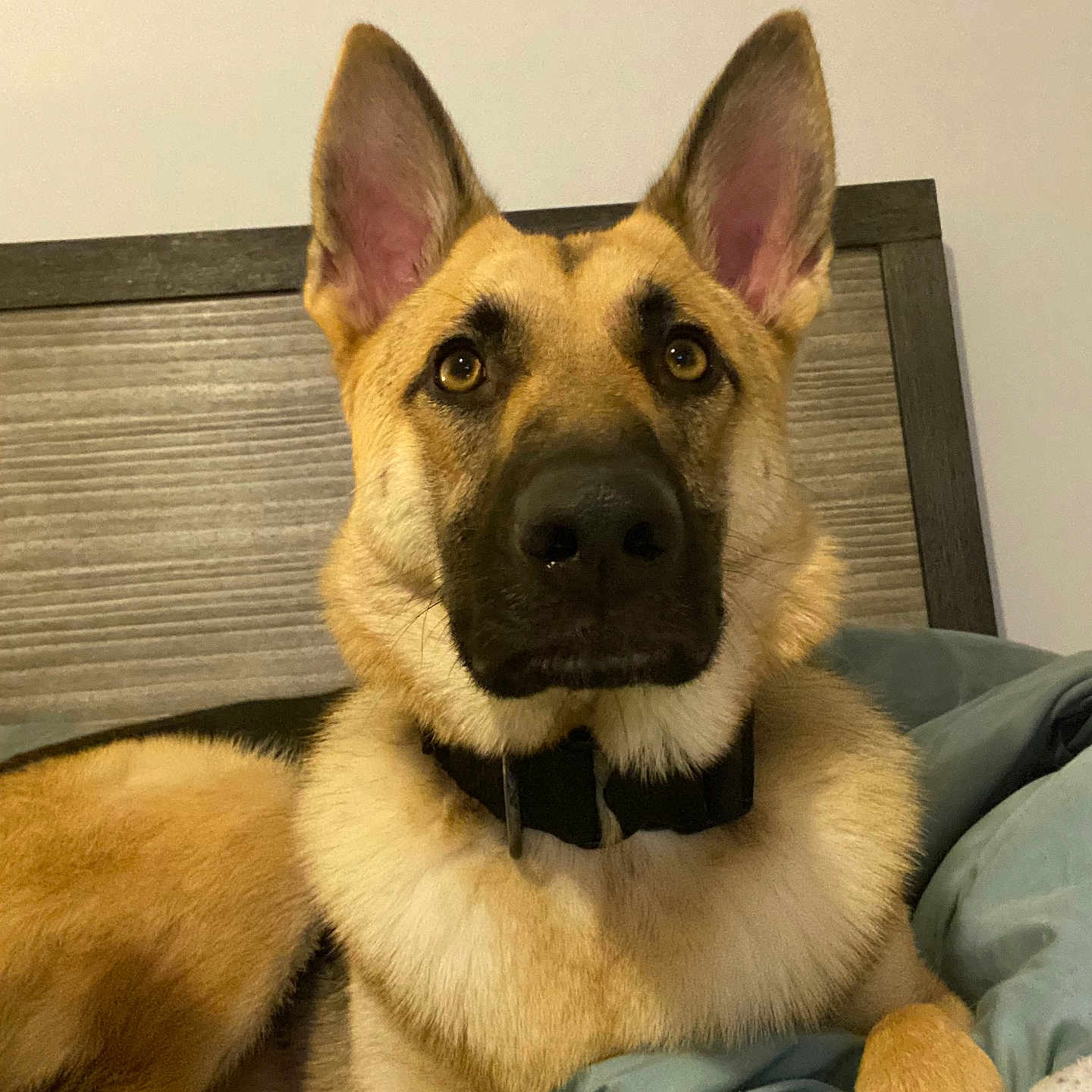 Raya joined the competition — help win amazing prizes! dog, german_shepherd, pet, bed, indoor, fur, ears, collar, animal, canine, portrait, looking, resting, brown, black, nose, paw, headboard, blanket, cozy