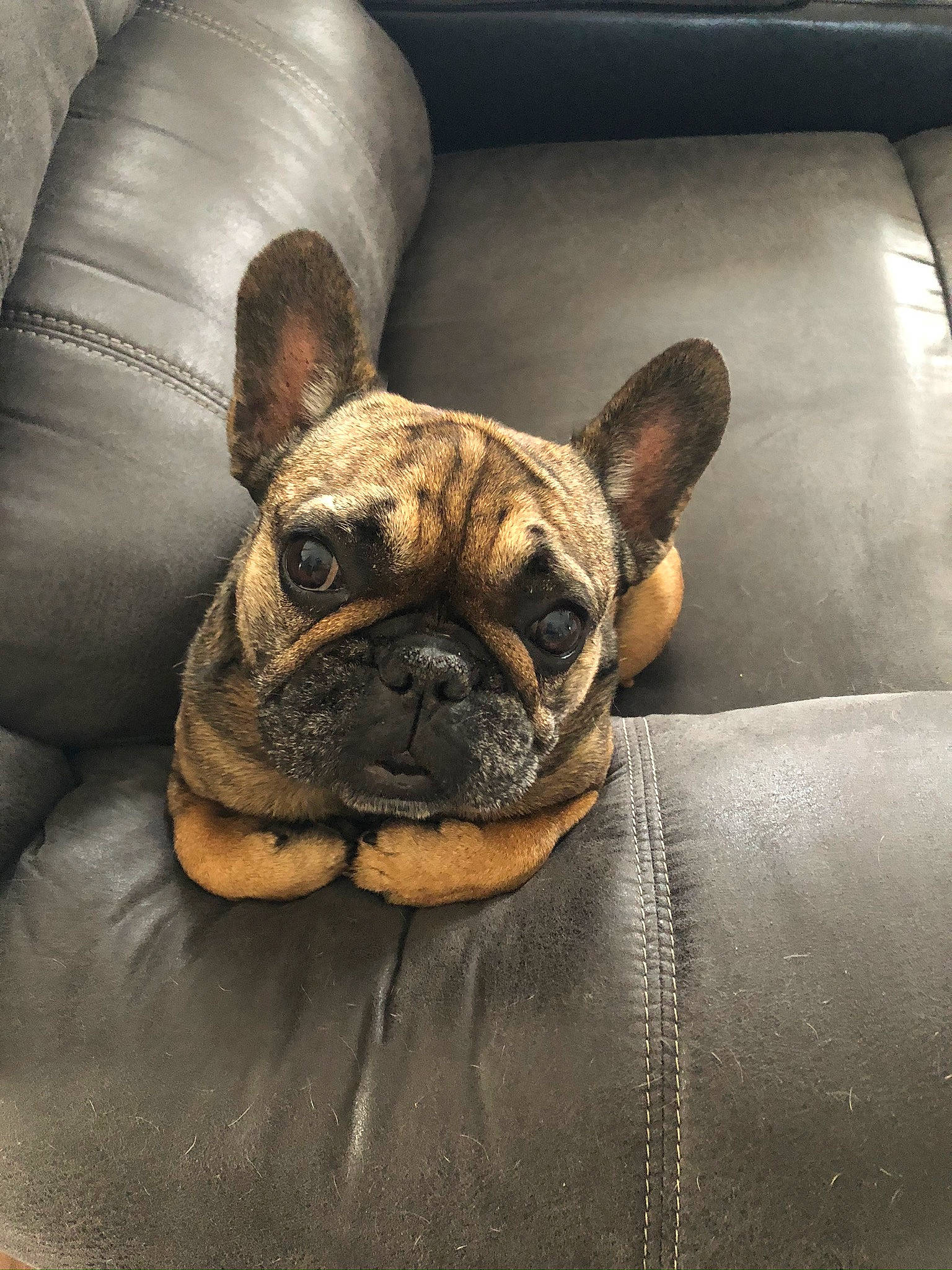 Hazel Grace joined the competition — help win amazing prizes! bulldog, carnivore, comfort, companion_dog, couch, dog, dog_breed, ear, fawn, felidae, french_bulldog, fur, molosser, puppy, snout, terrestrial_animal, toy_dog, whiskers, working_animal, wrinkle